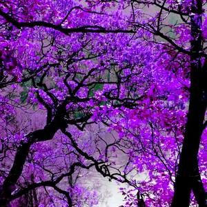 Meet your Posher, Violet